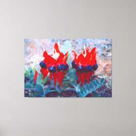 DESERT PEA 32x48 Leinwanddruck