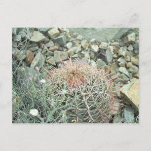 Desert Poetry Cactus Arizona Foto Postkarte