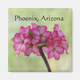 Desert rose in pink Phoenix, AZ Magnet