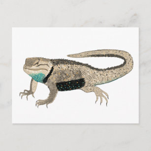 Desert Spiny Lizard Reptile Tiere Art Postkarte