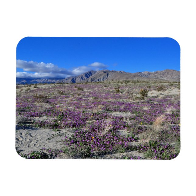 Desert Super Bloom 2019 Borrego Springs CA Magnet (Horizontal)