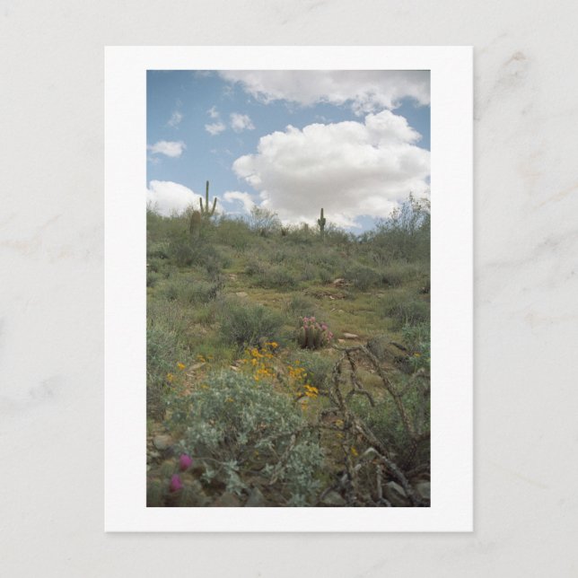 Desert Symphony Sonoran Arizona Foto Postkarten (Vorderseite)