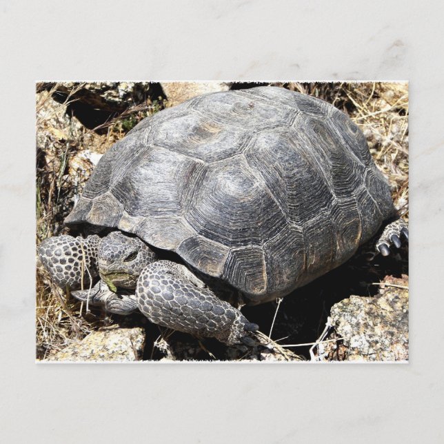Desert Tortoise Postkarte (Vorderseite)