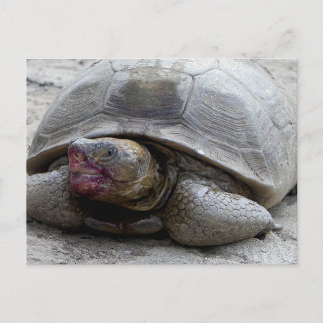 Desert Tortoise Postkarte (Vorderseite)