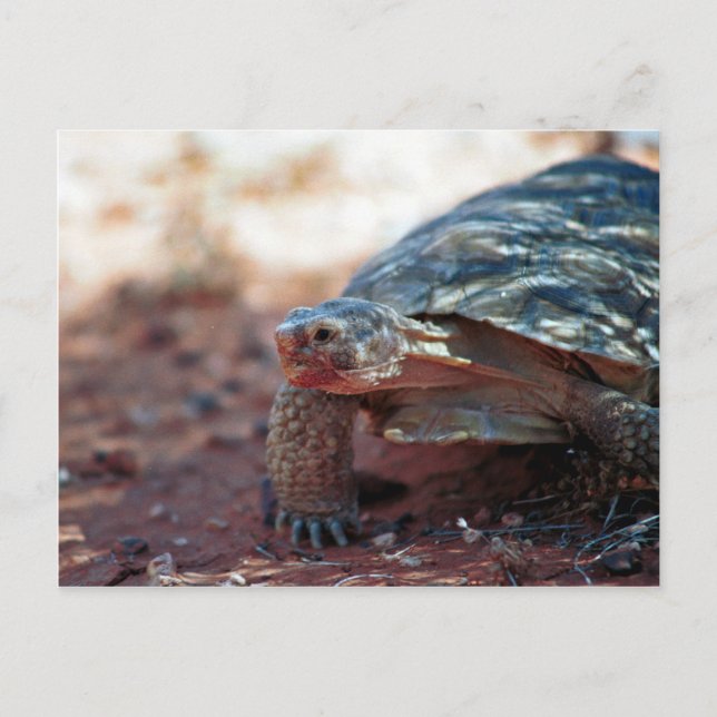 Desert Tortoise Postkarte (Vorderseite)
