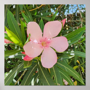 Desert Willow Blume Foto Poster