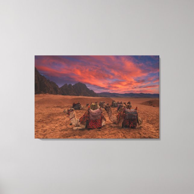 Deserts | Camels Sinai Mountains Egypt Leinwanddruck (Vorderseite)