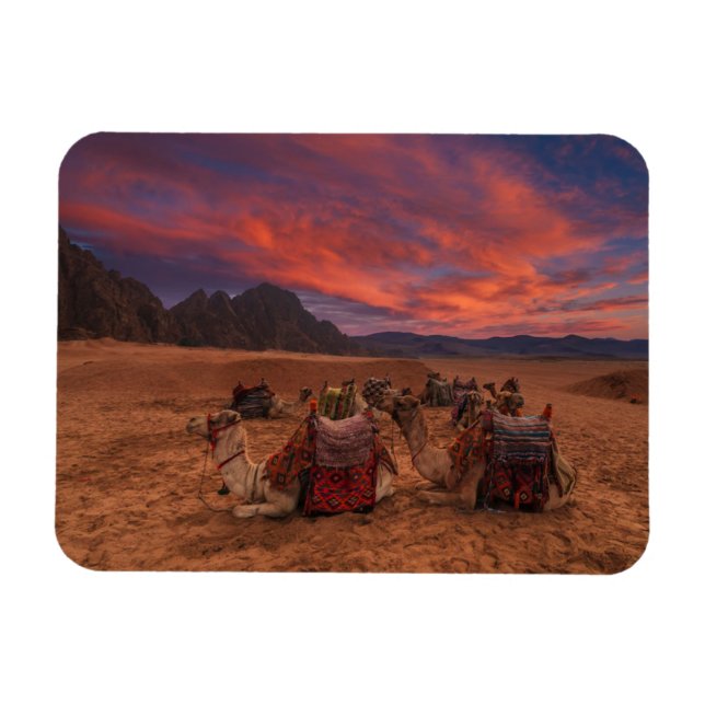 Deserts Camels Sinai Mountains Egypt Magnet (Horizontal)