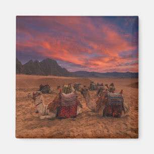 Deserts Camels Sinai Mountains Egypt Magnet