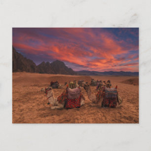 Deserts Camels Sinai Mountains Egypt Postkarte