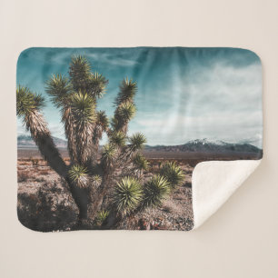 Deserts   Cholla Cactus Sherpadecke