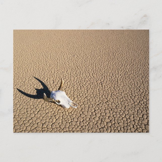 Deserts | Cow Skull on the Desert Ground Postkarte (Vorderseite)