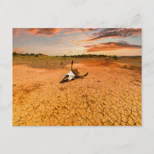 Deserts   Desert with Cow Skull Postkarte