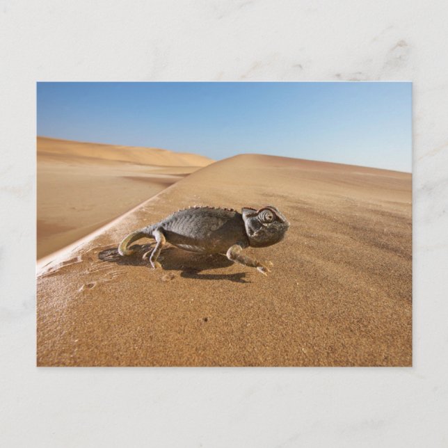 Deserts | Namaqua Chameleon in Desert Postkarte (Vorderseite)