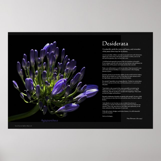 Desiderata - Agapanthus, Afrikanische Lily Poster (Vorne)