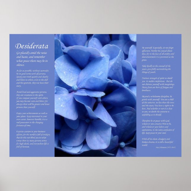 Desiderata - Blue Hydrangea Poster (Vorne)