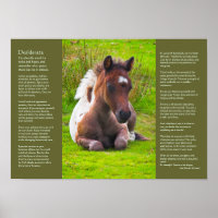 Desiderata Gedicht - Dartmoor Pony Foal