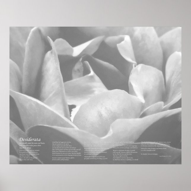 Desiderata - Satin Texture Rose in Schwarz und Wei Poster (Vorne)