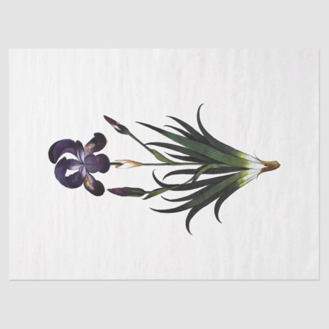 Design der Queen Bee Series 62 Seidenpapier (Vorderseite)