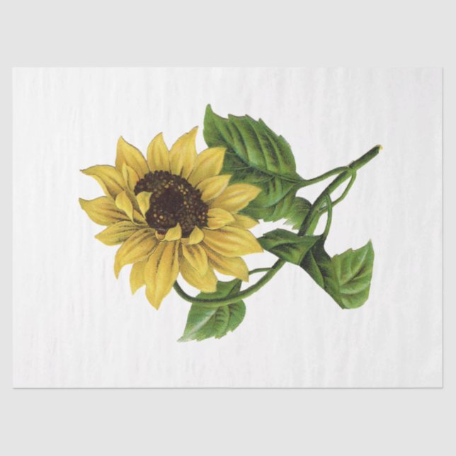 Design der Queen Bee Series 66 Seidenpapier (Vorderseite)
