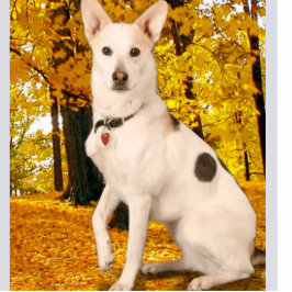 Design Hochwertige Statuette für das Acryl-Foto Freistehende Fotoskulptur