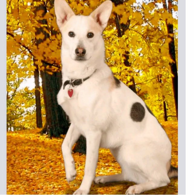 Design Hochwertige Statuette für das Acryl-Foto Freistehende Fotoskulptur (Vorne)