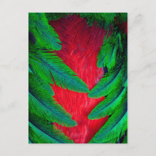 Design mit Federn des Prachtquetzals Postkarte