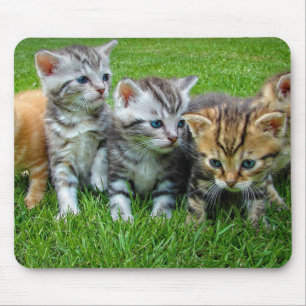 Design - Niedliche Kätzchen Mousepad