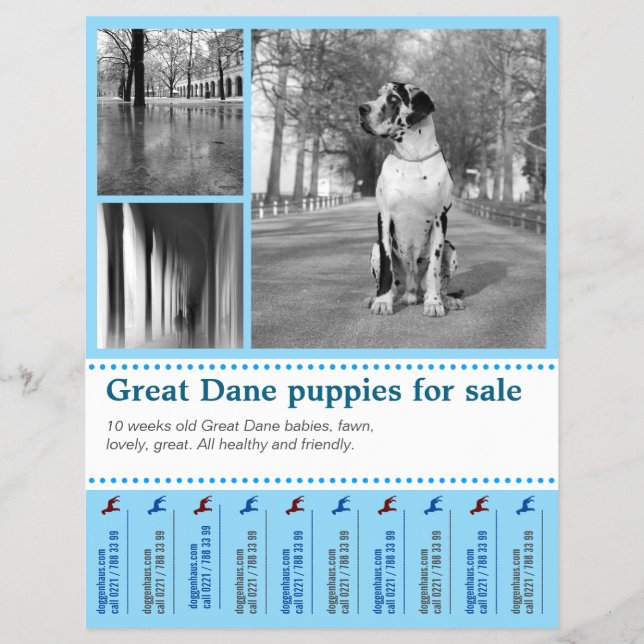 Design Verkauf Welpen Flyer (Vorne)