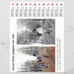 Designer-Abreißflyer für Deutsche Doggen Flyer