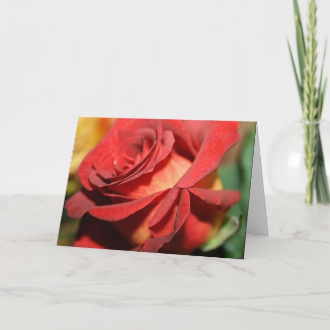 DESIGNER BURNT ROTE ROSE MITTEILUNGSKARTEN (Vorderseite)