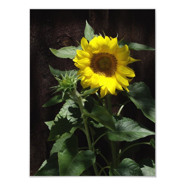 Designer Gigant Gelbe Sonnenblume auf Dunklem Zaun Fotodruck (Vorne)