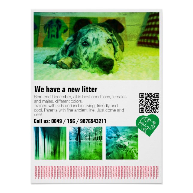 Designer Great Dane Puppy Poster (Vorderseite)