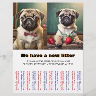 Designer-Mops-Hündchen zu verkaufen Flyer