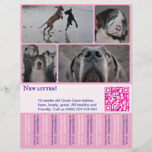 Designer-Welpen-Verkaufsflyer 4 Bilder Flyer