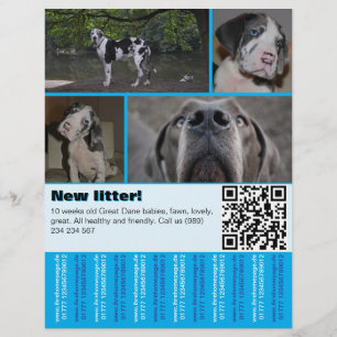 Designer-Welpen-Verkaufsflyer 4 Bilder Flyer
