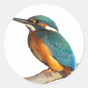 Designprodukte von "Kingfisher" Runder Aufkleber