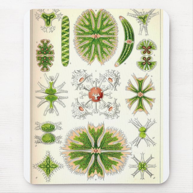 Desmid Mousepad (Vorne)