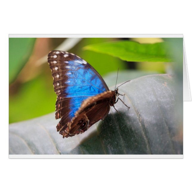 Destiny Geschenke (Vorderseite (Horizontal))