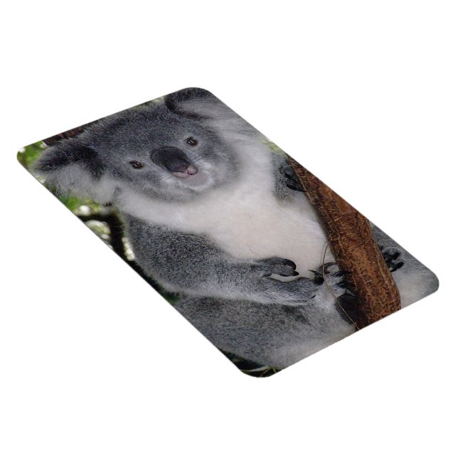 Destiny Zazzle Niedlich Koala Aussi Outback Magnet (Rechte Seite)