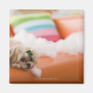 Destruktiver Hund Magnet