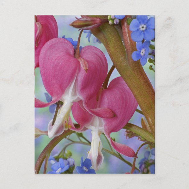 Detail der blutenden Herzen und Brunnera-Jack Postkarte (Vorderseite)