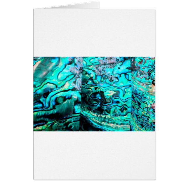 Detail der Muschel: Türkis abalone paua (Vorne)