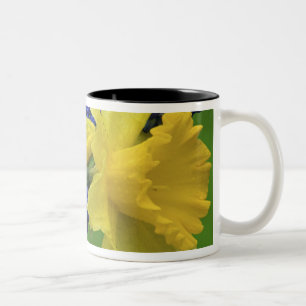 Detail der Narzissen- und Hyazinthenblüten. Credit Zweifarbige Tasse