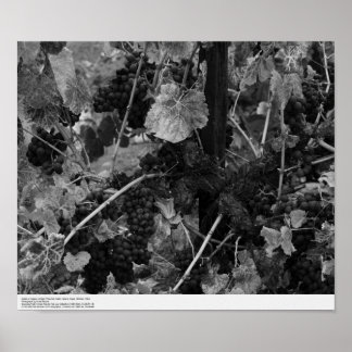 Detail der Trauben, Draper Vineyard, Napa, 1966 Poster