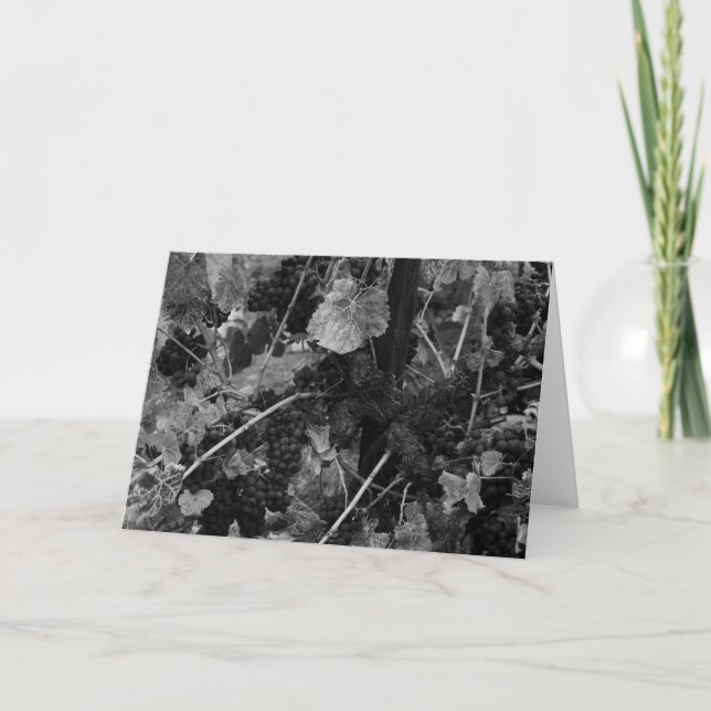 Detail der Trauben, Textilkaufmann Vineyard, Napa, Karte (Vorderseite)