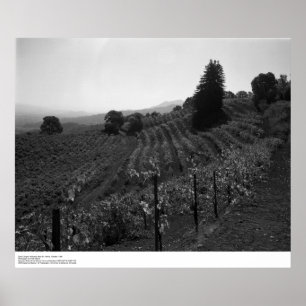 Detail, Draper Vineyards bei St. Helena, 1966 Poster