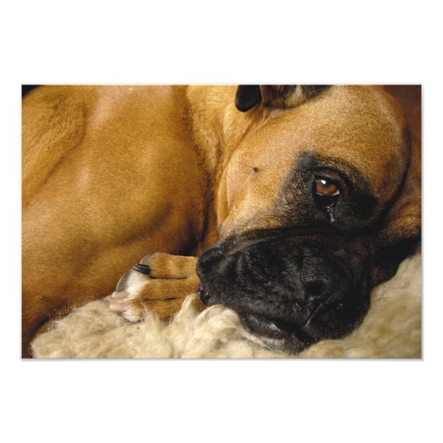 Detail eines Boxers Fotodruck (Vorne)
