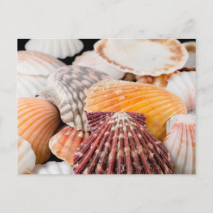 Detail von Muscheln aus aller Welt 2 Postkarte