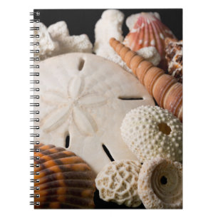 Detail von Muscheln aus aller Welt Notizblock